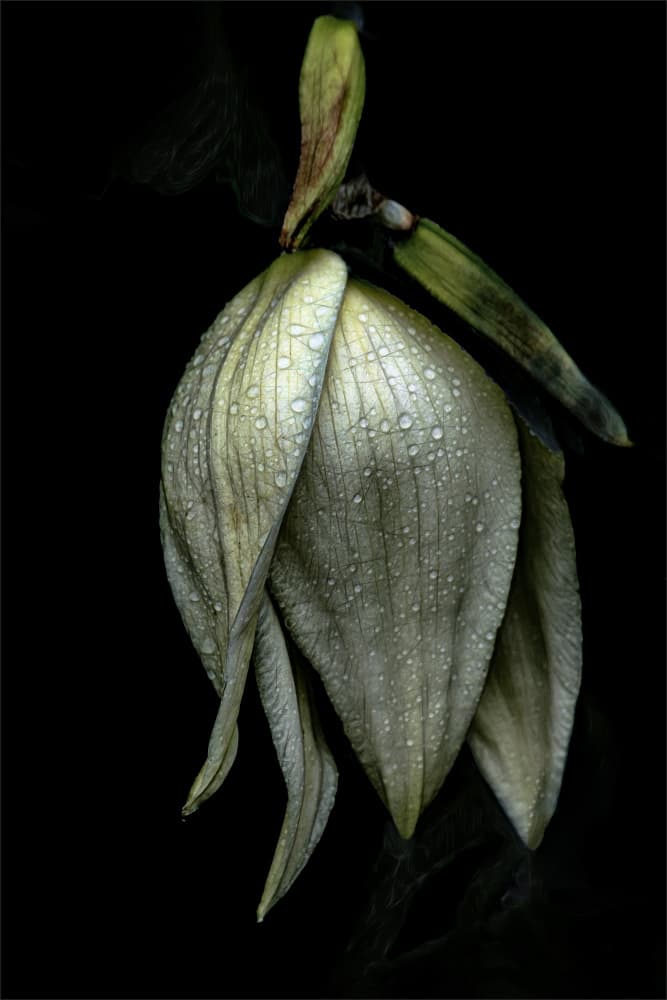 Moody Flower Drops by Gilbert Claes — canvas wall art