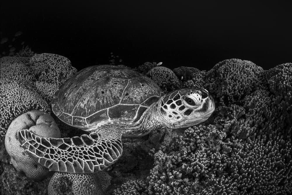Serene Sea Turtle by Barathieu Gabriel — canvas wall art
