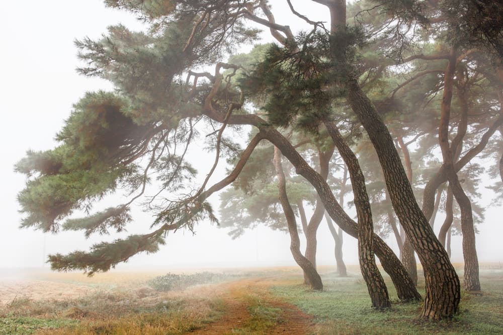 Misty Pine Forest by Shin Woo Ryu — canvas wall art