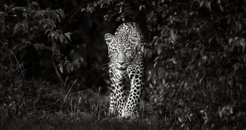 Wild Leopard Gaze by Xavier Ortega — canvas wall art