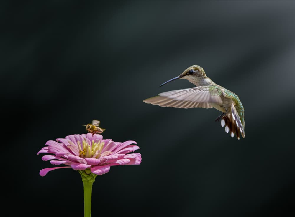 Hummingbird Zinnia Bee by Hannah & Wei — canvas wall art