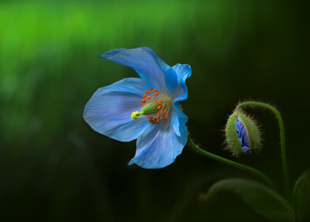 Blue Poppy and Bud by Ruiqing P. — canvas wall art