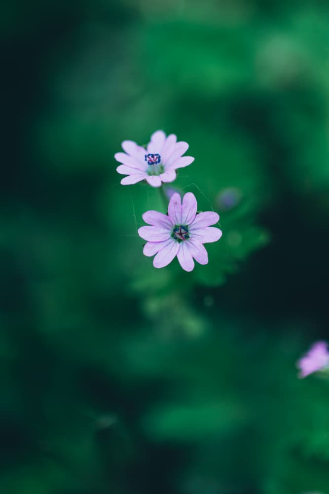 Purple Flowers Against Lush Green Foliage by Javier Pardina — canvas wall art