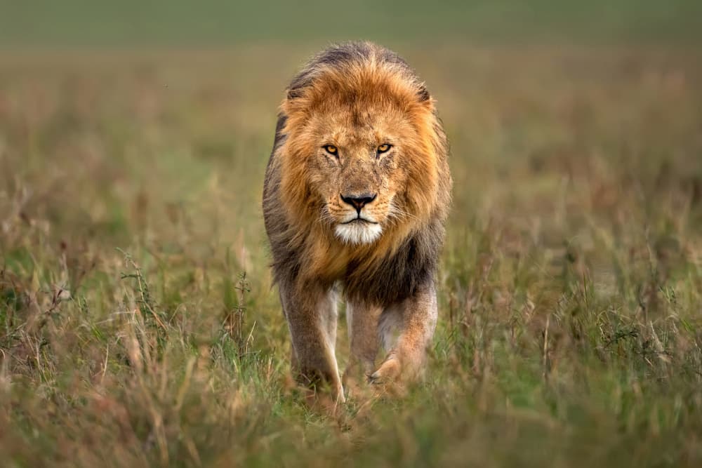 Majestic African Lion by Xavier Ortega — canvas wall art