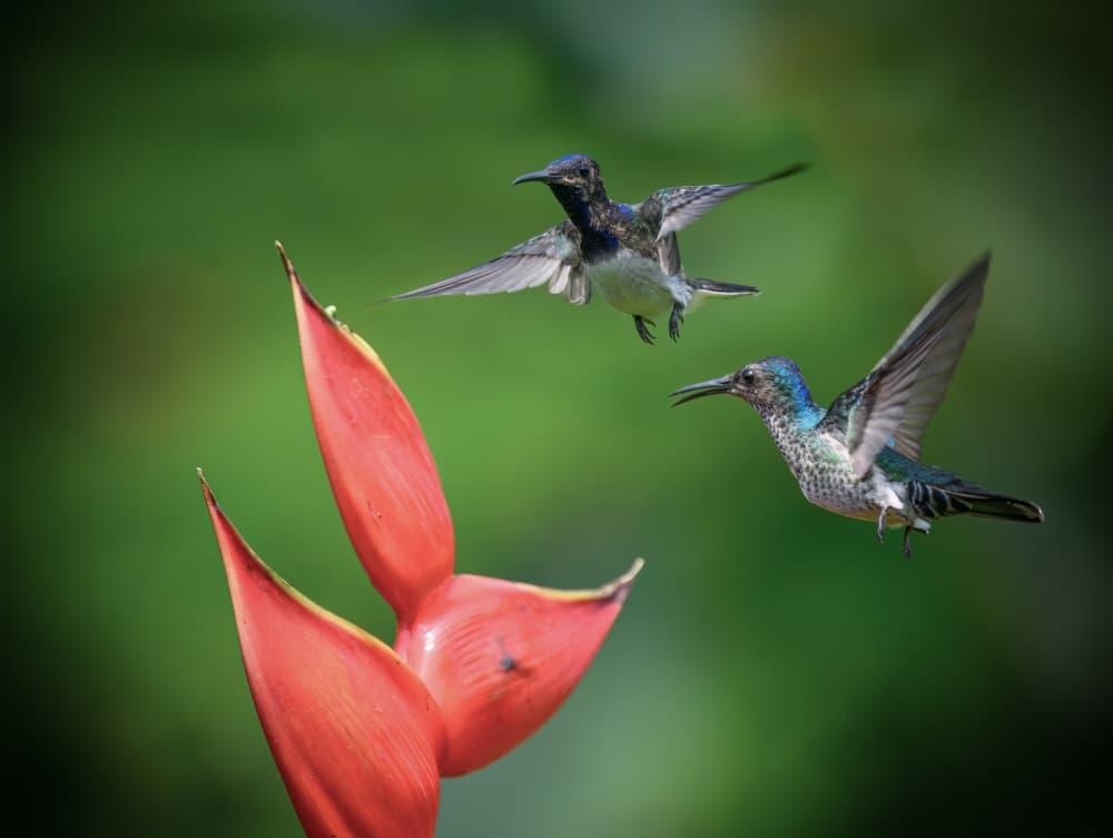 Tropical Hummingbird Encounter by Mike He — canvas wall art