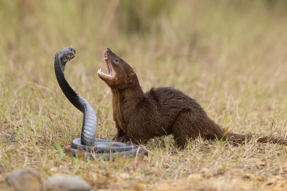 Mongoose Cobra Confrontation by Agus Adriana — canvas wall art