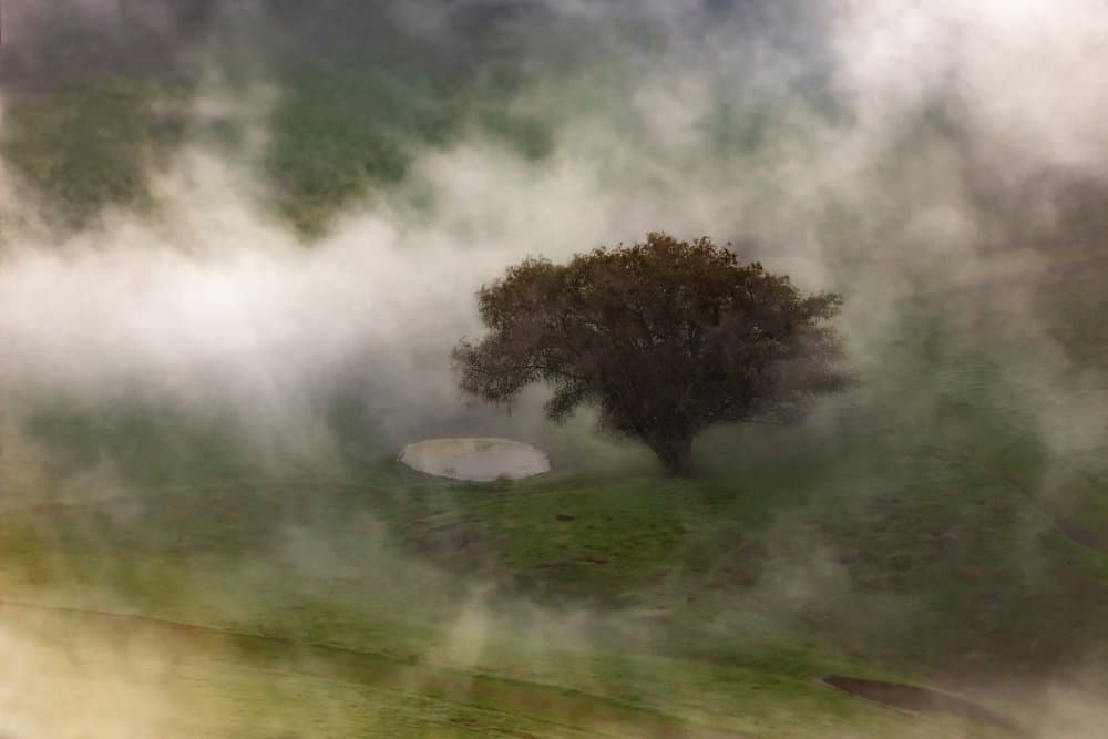 Misty Morning Tree by Jenny Qiu — canvas wall art