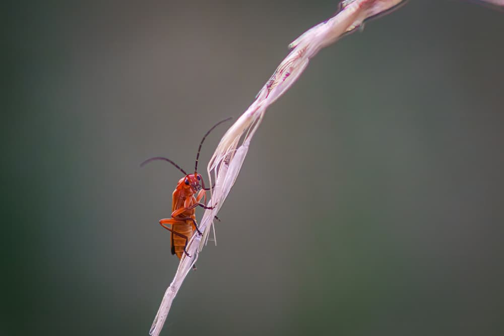 Orange Beetle on Stem by Fred Louwen — canvas wall art