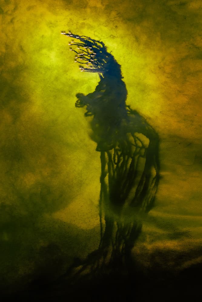 Mysterious Forest Spirit by Songlin Xu — canvas wall art