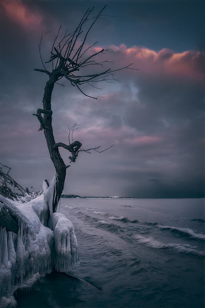 Lonely Tree Winter Shore by Ben.C.L — canvas wall art