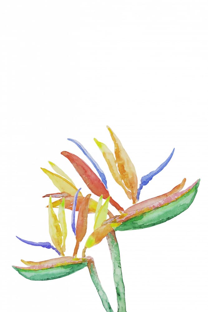 Vibrant Bird of Paradise by Karen Menzenbach — canvas wall art