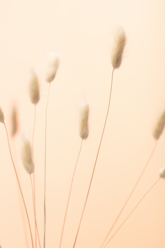 Fluffy Bunny Tails by Pictufy Studio III — canvas wall art