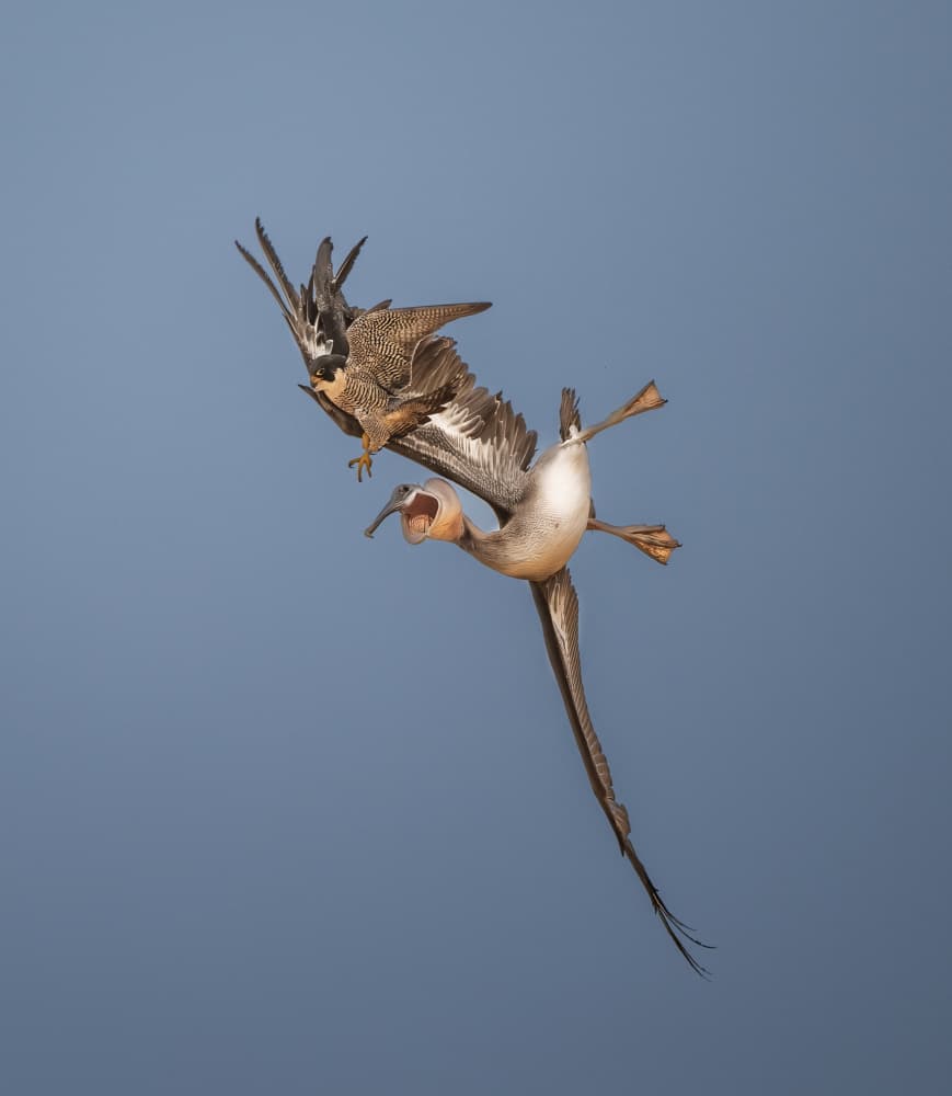 Falcon Bustard Battle by Allen SDCA — canvas wall art