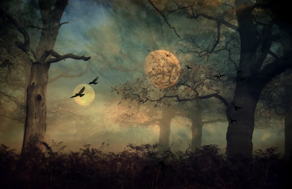 Mystical Forest Moons by Robert Fabrowski — canvas wall art