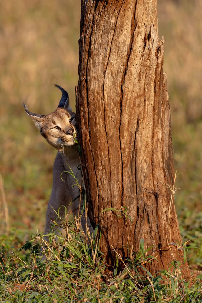 Curious Caracal Cat by Alessandro Catta — canvas wall art