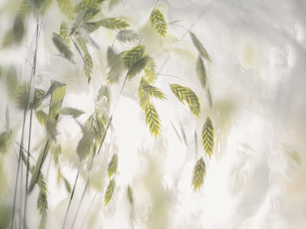 Grass blades by Nel Talen — canvas wall art