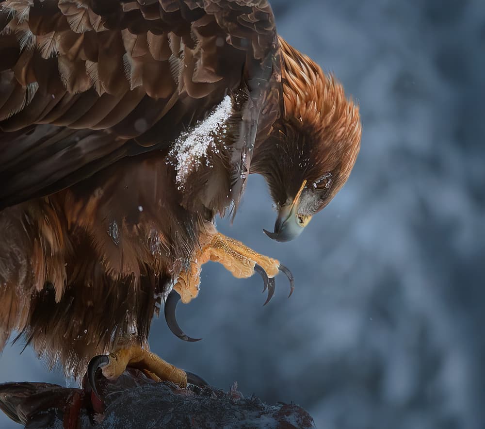 Snowy Golden Eagle by Erik Engström — canvas wall art