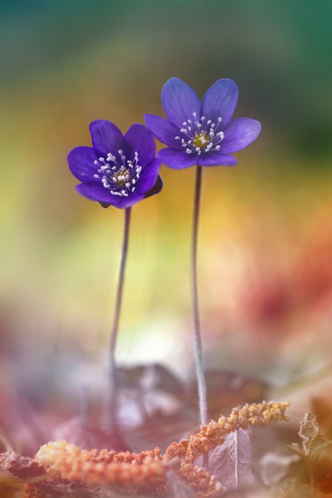 Purple Spring Flowers by Fabrizio Daminelli — canvas wall art