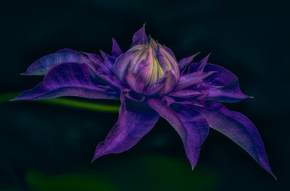 Deep Purple Clematis by Ben.C.L — canvas wall art