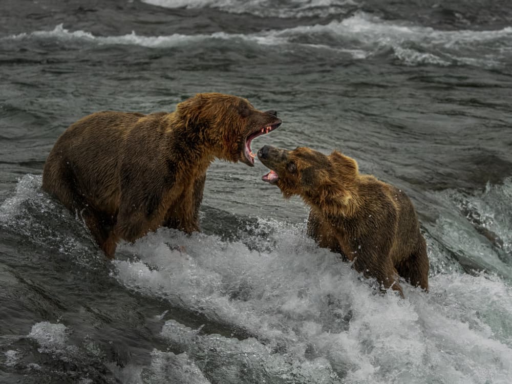 Wild Bear Encounter by Yuan Su — canvas wall art
