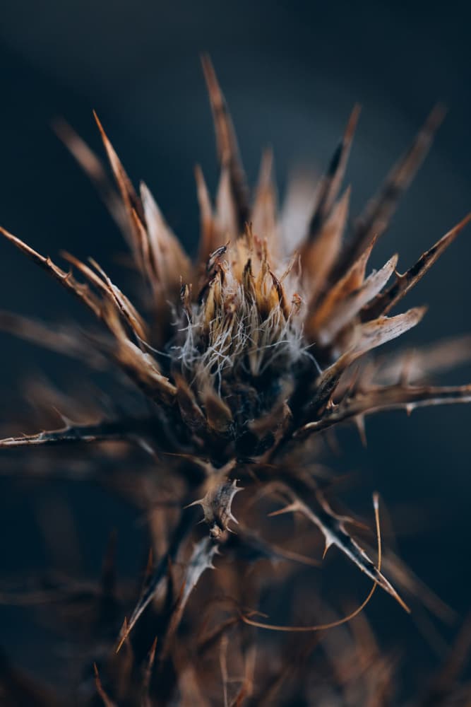 Dried Thistle Spikes by Javier Pardina — canvas wall art