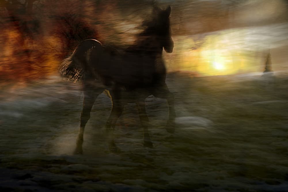 Running Horse Golden Sunset by Milan Malovrh — canvas wall art