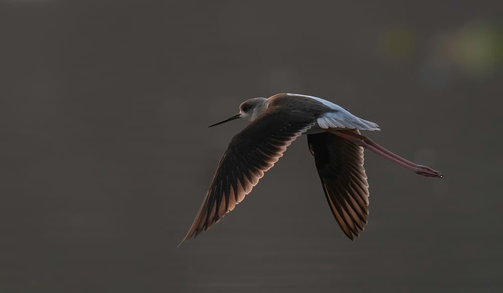 Graceful Stilt Flight by Rajat Dhesi — canvas wall art