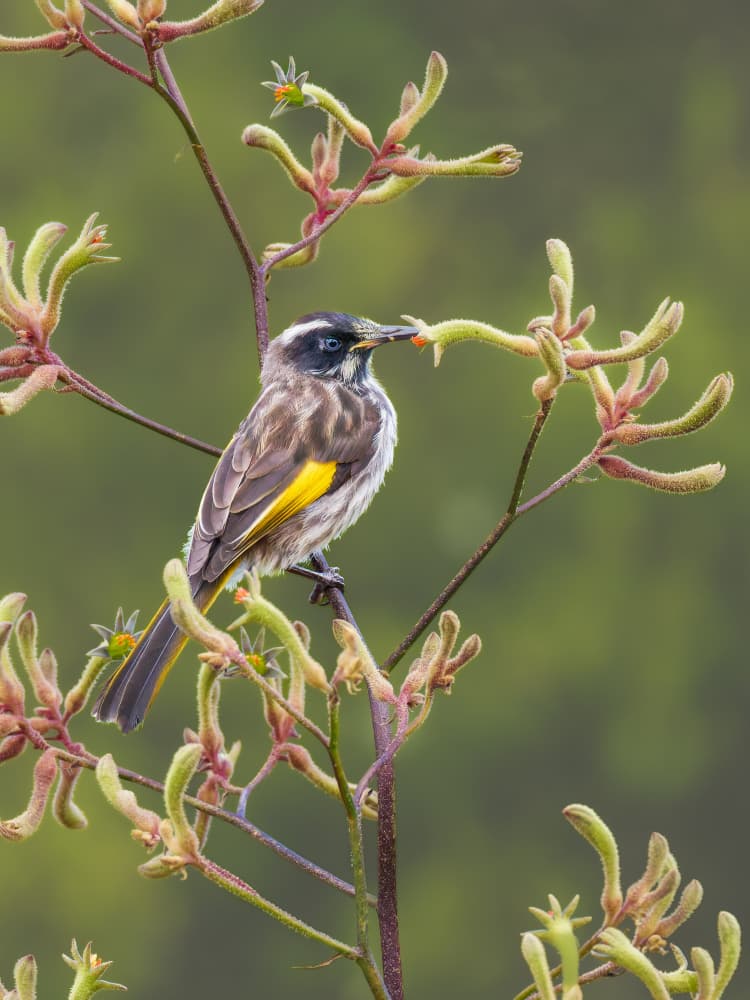 Honeyeater on Kangaroo Paw by Rajat Dhesi — canvas wall art