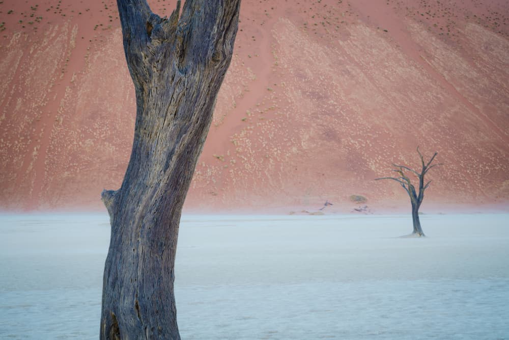 Ancient Desert Trees by Chao Feng 天馬 — canvas wall art
