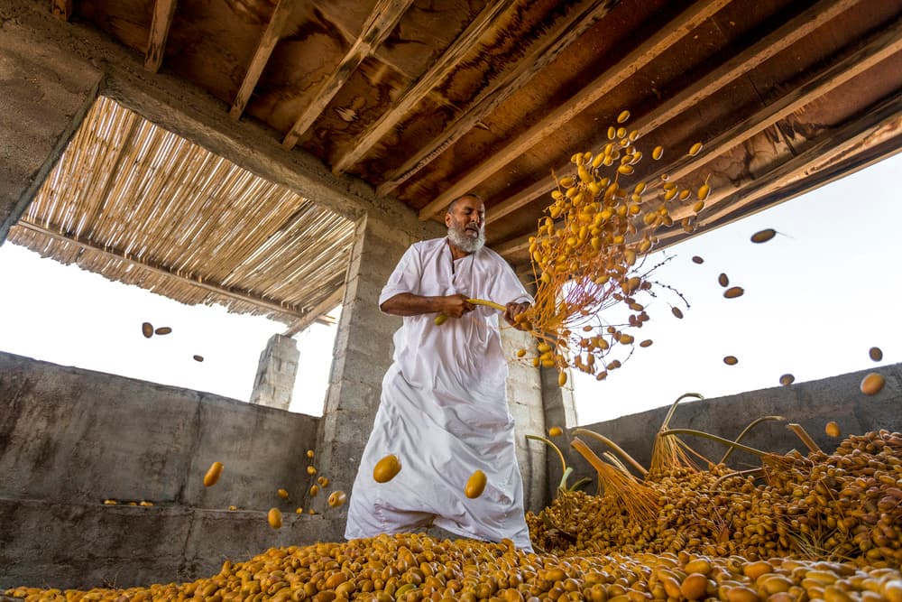 Golden Date Harvest by Haitham AL Farsi — canvas wall art