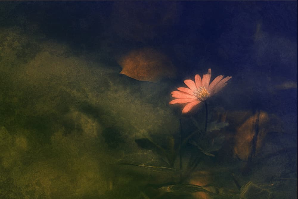 Dreamy Pink Flower by Jan van der Linden — canvas wall art