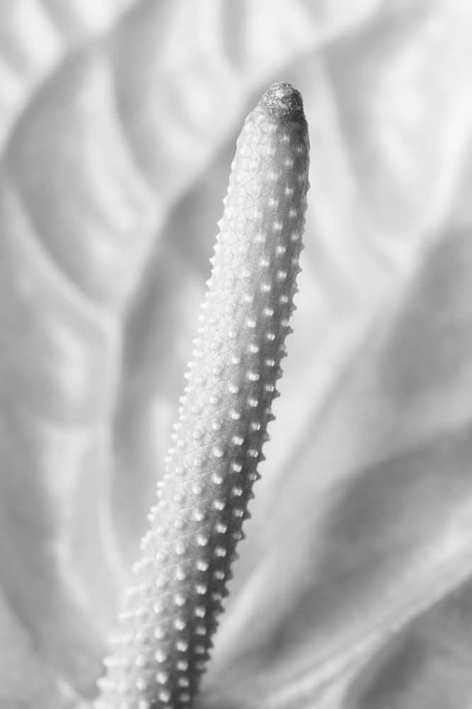 Soft Anthurium Texture by Pictufy Studio III — canvas wall art