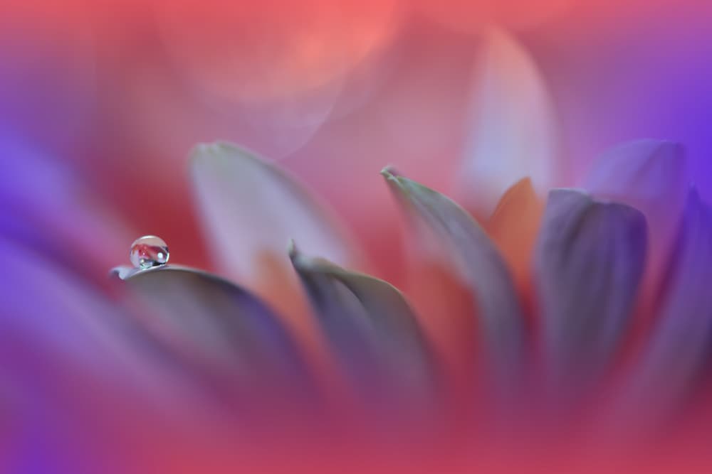 Soft Petal Drop by Juliana Nan — canvas wall art