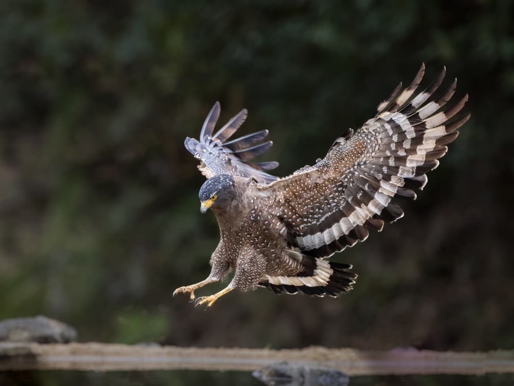 Crested Serpent Eagle by Taksing (吉星高照) — canvas wall art