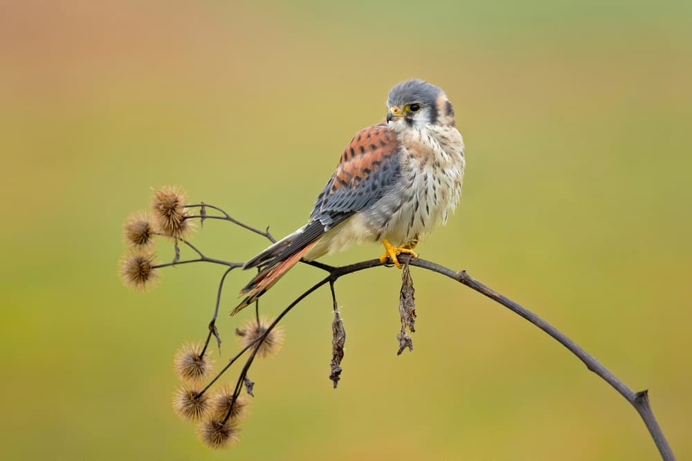 Autumn Kestrel Perched by Milan Zygmunt — canvas wall art