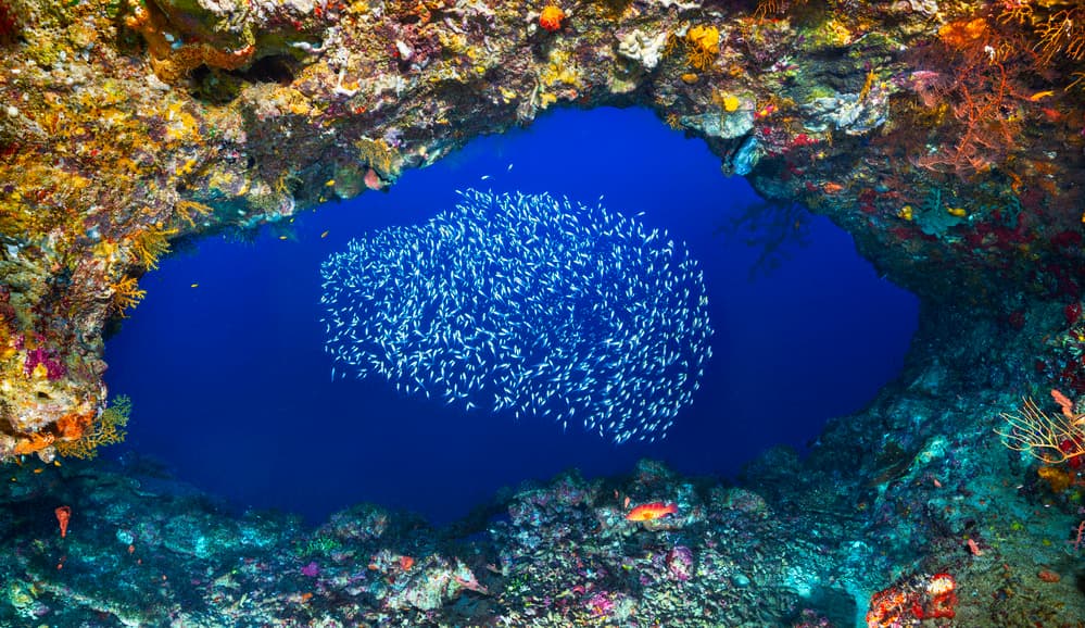School Of Fish Grotto by Barathieu Gabriel — canvas wall art