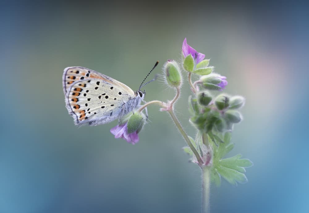 Delicate Butterfly Bloom by Fabrizio Daminelli — canvas wall art