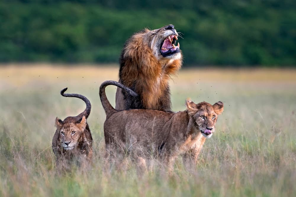 Roaring Lion Pride by Xavier Ortega — canvas wall art