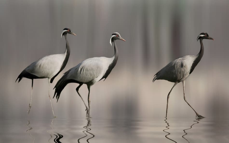Three Graceful Cranes by Anna Cseresnjes — canvas wall art