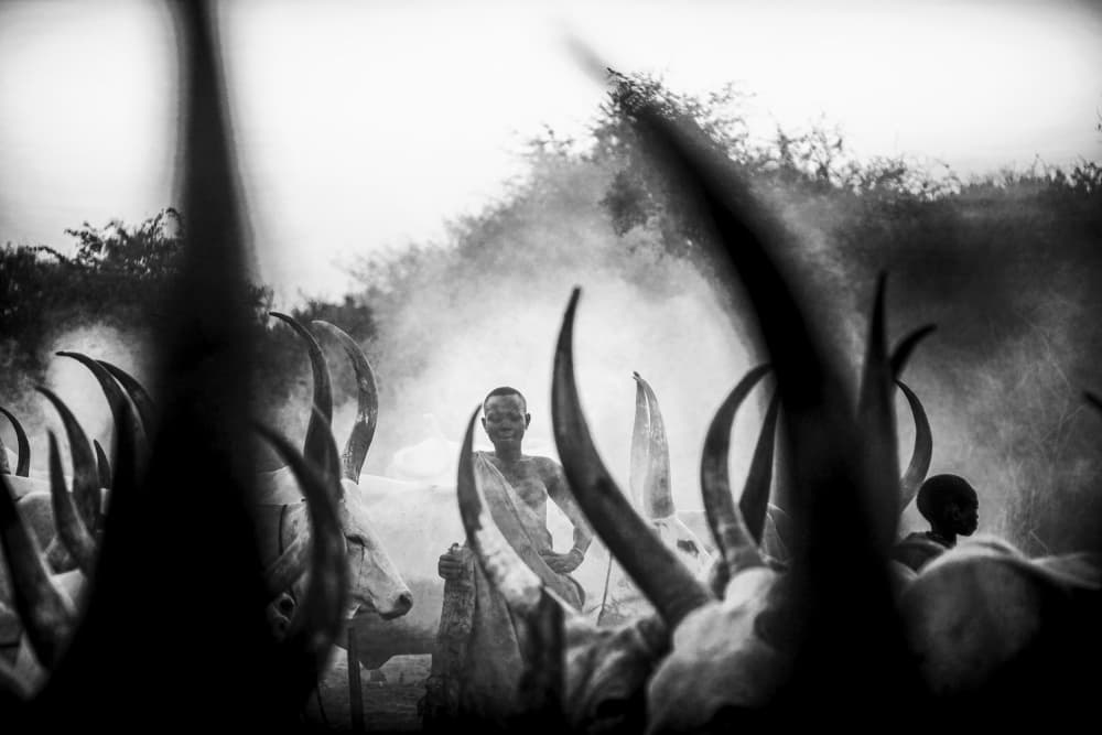 African Herder Longhorns by Svetlin Yosifov — canvas wall art