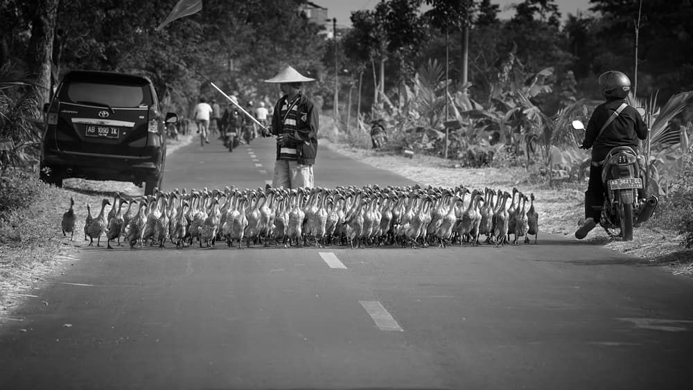 Village Duck Procession by Gunarto Song — canvas wall art