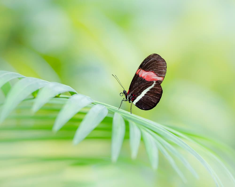 Tropical Butterfly Leaf by Wei (David) Dai — canvas wall art