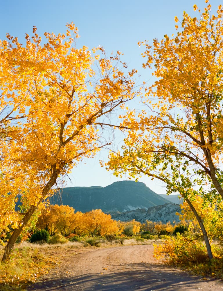 Golden Autumn Road by Bethany Young — canvas wall art