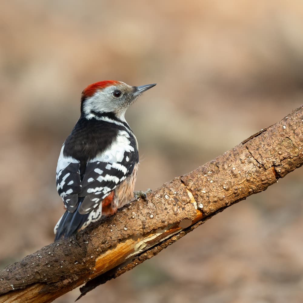 Spotted Woodpecker Perched by Annie Keizer — canvas wall art