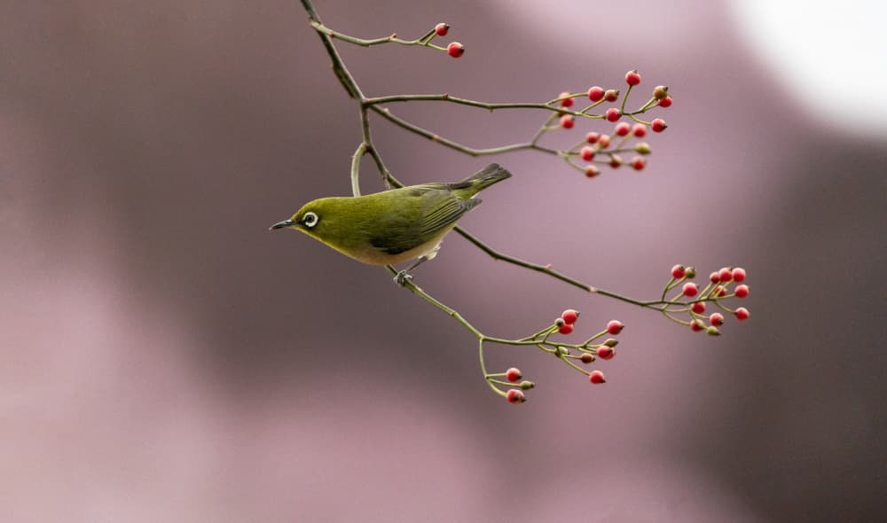 Green Bird Red Berries by MIN CHEOL KIM — canvas wall art