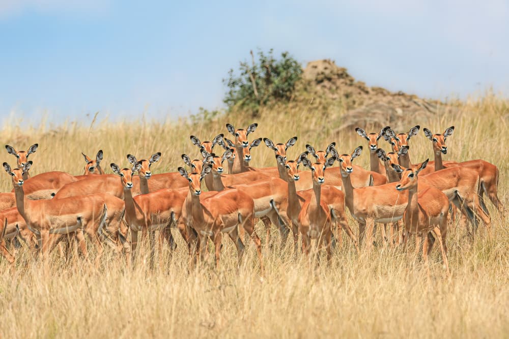 African Impala Herd by Jeffrey C. Sink — canvas wall art