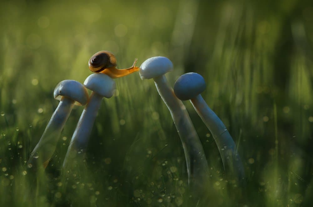 Gentle Snail Climb by Edy Pamungkas — canvas wall art