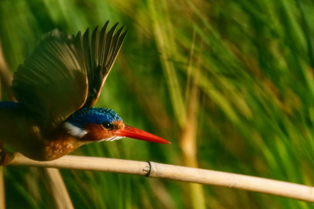 Vibrant Kingfisher Flight by Etienne Steenkamp — canvas wall art