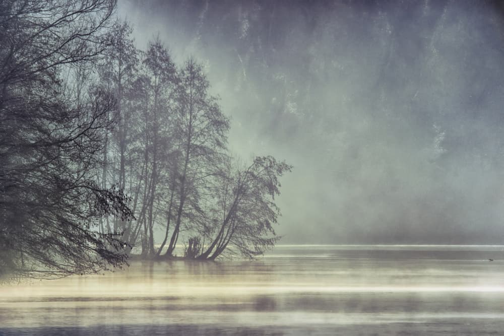 Misty Lake Trees by Fabrizio Daminelli — canvas wall art