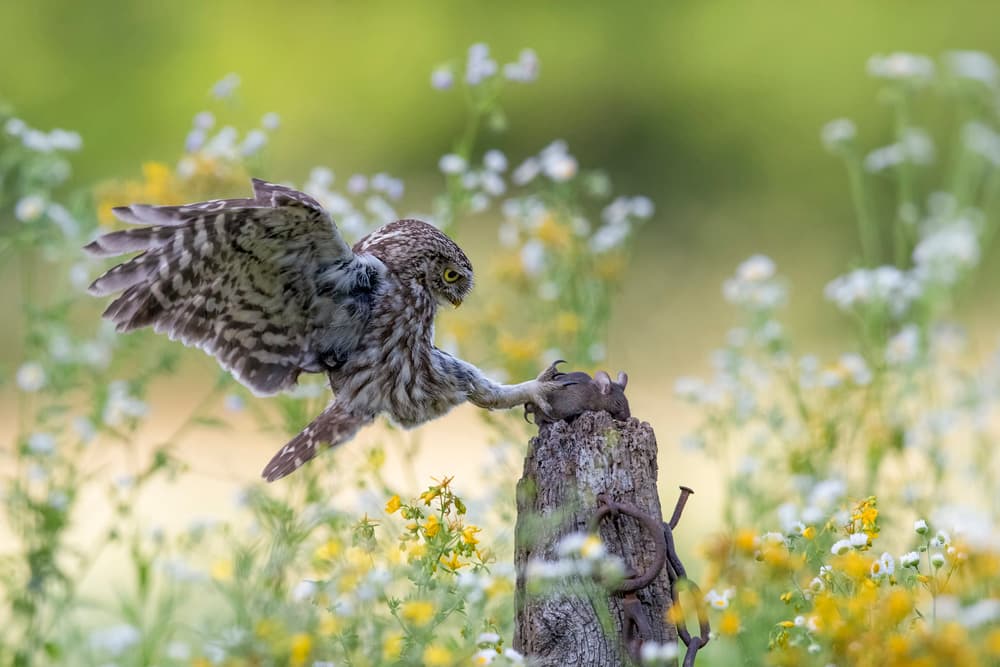 Owl Hunting in Meadow by Marco Redaelli — canvas wall art